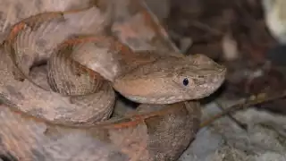   “No es una serpiente agresiva”: Nauyaca nariz de cerdo sorprende a exploradores en la selva yucateca   