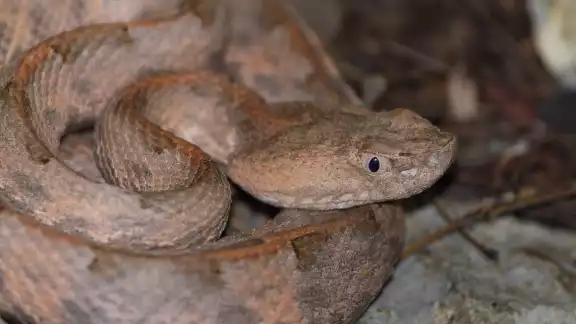 Esta nauyaca es la especie de serpiente venenosa más pequeña de la región Esta nauyaca es la especie de serpiente venenosa más pequeña de la región
