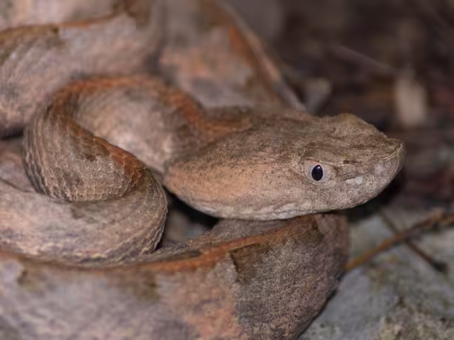 Esta nauyaca es la especie de serpiente venenosa más pequeña de la región