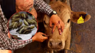 La zona sur concentra 21 delos 32 casos activos en el estado