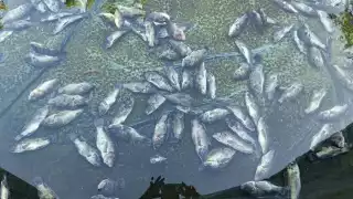 Apagón causa  pérdida  de tres toneladas de tilapia a productor de Lázaro Cárdenas  