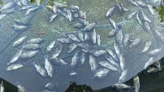 El acuicultor decidió regalar los peces que aún no habían perecido a gente de las comunidades cercanas