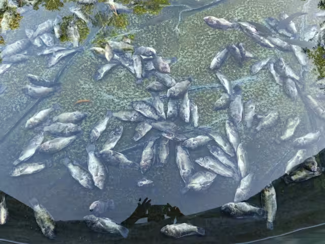 El acuicultor decidió regalar los peces que aún no habían perecido a gente de las comunidades cercanas