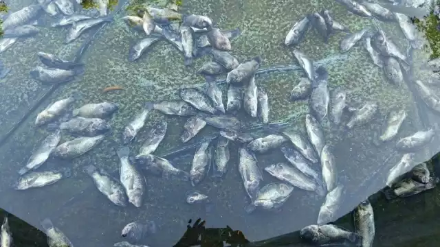 El acuicultor decidió regalar los peces que aún no habían perecido a gente de las comunidades cercanas