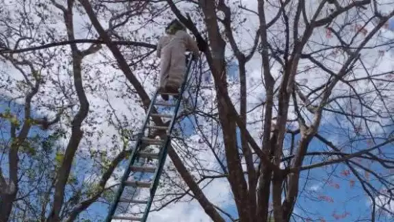 Enjambre causa alarma por calor extremo