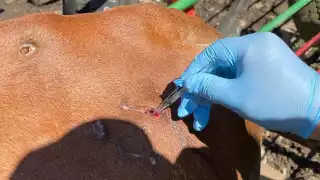 Quintana Roo no cuenta con la preparación para lidiar con el gusano barrenador.