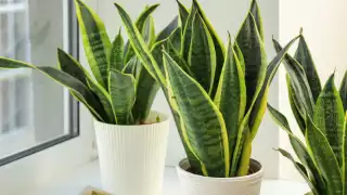 Su cuidado es de los más fáciles