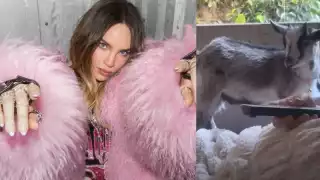 La cantante mostró lo cariñosa que es con los animales