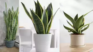 La planta de pocos cuidados y muchos beneficios