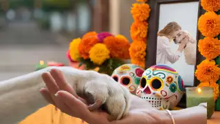 La ofrenda para mascotas se pone unos días antes