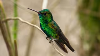 Las tres plantas que no deben faltar en tu casa