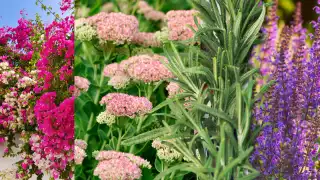 Cinco plantas que pintarán de colores tu jardín sin esfuerzo