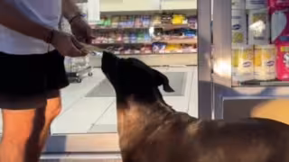 El perrito de Cozumel