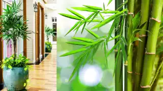 Te contamos de esta linda planta