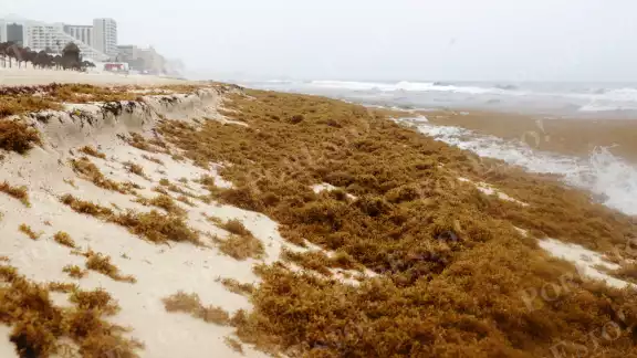 Playa Delfines, en Cancún, es uno de los arenales que se encuentran en semáforo rojo por el exceso de la macroalga, donde además se suma una fuerte erosión Playa Delfines, en Cancún, es uno de los arenales que se encuentran en semáforo rojo por el exceso de la macroalga, donde además se suma una fuerte erosión