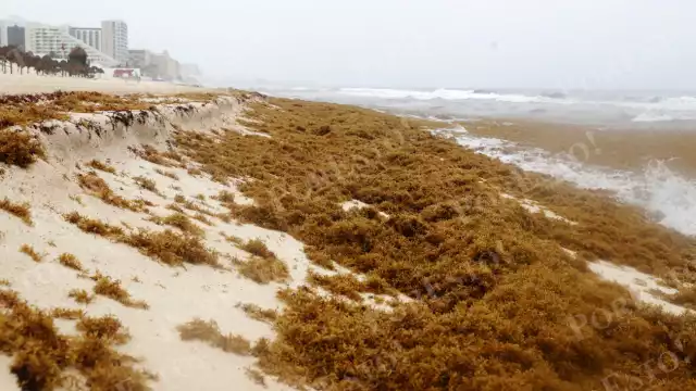Playa Delfines, en Cancún, es uno de los arenales que se encuentran en semáforo rojo por el exceso de la macroalga, donde además se suma una fuerte erosión