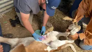  Campeche suma 184 casos de gusano barrenador   