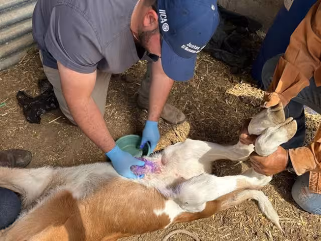 Hasta el último corte de la OMSA solo han sido detectado casos de miasis en ocho de los 13 municipios del Estado