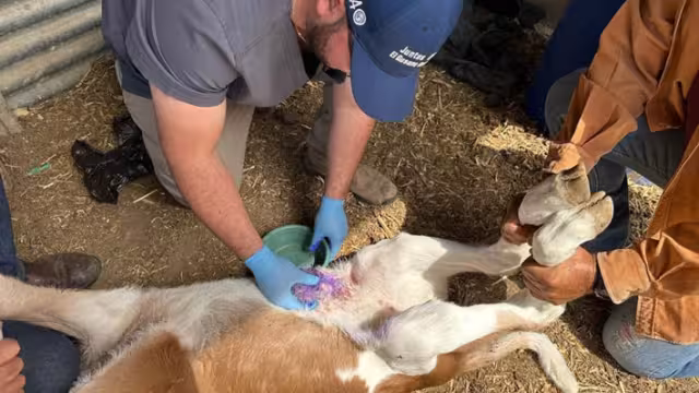 Incrementan Casos de Gusano Barrenador; Ganaderos de Campeche en Emergencia