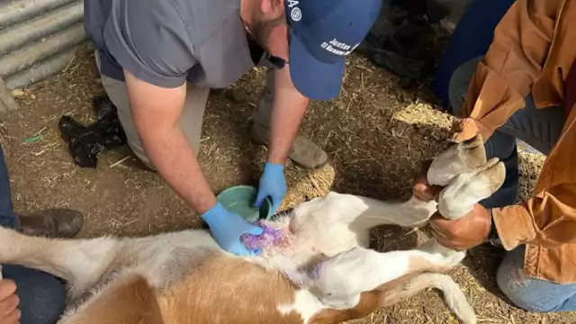 Hasta el último corte de la OMSA solo han sido detectado casos de miasis en ocho de los 13 municipios del Estado