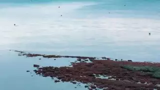 Sin plan de acción para combatir sargazo en Mahahual