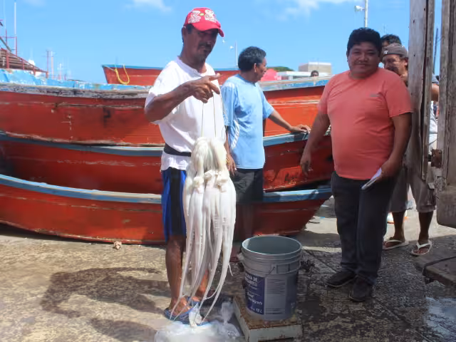 La Secretaría de Agricultura y Desarrollo Rural, a través de Conapesca, autorizó la ampliación de la temporada de captura de pulpo hasta el 31 de diciembre