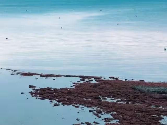 El sargazo llegó antes de lo esperado a la región.