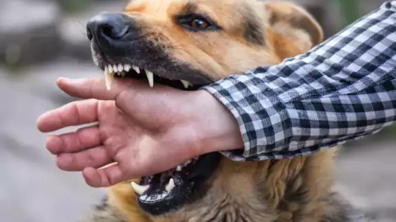 Alerta en Campeche por aumento de mordeduras de perro