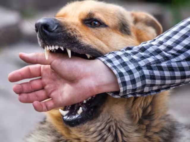 Alerta en Campeche por aumento de mordeduras de perro