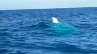 Embarcación se hunde en Yucatán, pescadores desaparecen