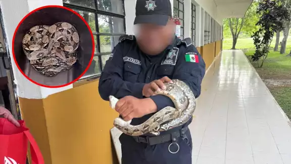 El reptil, de tamaño considerable, no representó un riesgo para los estudiantes