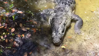 Reptiles  atemorizan en el poblado de Sabancuy 