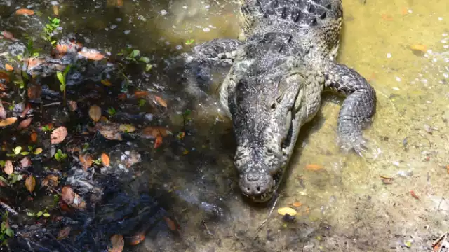 Exigen a las autoridades sancionar a los propietarios que no limpien sus patios baldíos pues ahí se esconde fauna peligrosa que puede atacar a las personas.
