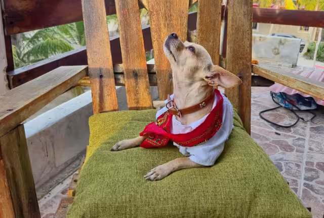 Y aunque la raza no tiene origen en territorio yucateco, este carismático lomito demuestra que sin importar sus raíces, la sangre maya corre por sus venas