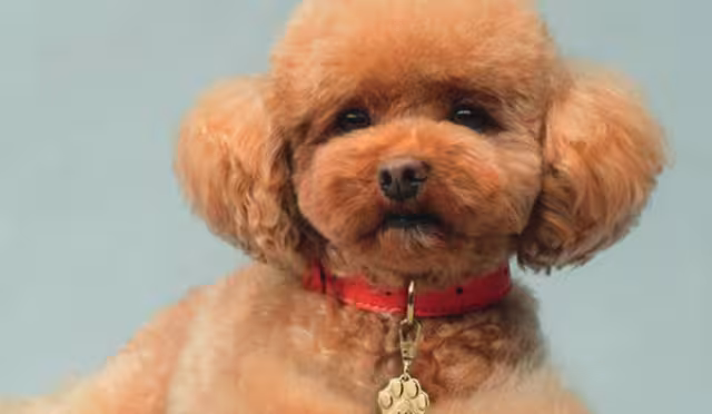 Dolce & Gabbana anuncia la primera fragancia creada para perros