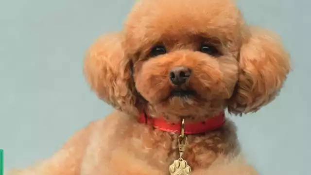 Dolce & Gabbana anuncia la primera fragancia creada para perros