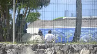 17 delfinarios en Quintana Roo deberán reconvertirse tras reforma que prohíbe shows con delfines