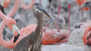   Filman a garza devorando a una cría de flamenco en Yucatán   
