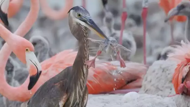 Aunque no se considera habitual, las garzas sí pueden depredar polluelos