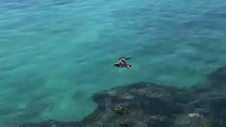 Blindan cerca de 400 kilómetros de playas y arrecifes en Quintana Roo con seguro contra huracanes