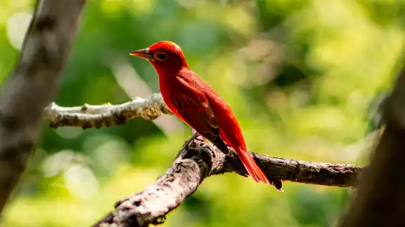 Aunque puede ser observada durante varios meses en Yucatán, la piranga roja no es residente del estado Aunque puede ser observada durante varios meses en Yucatán, la piranga roja no es residente del estado