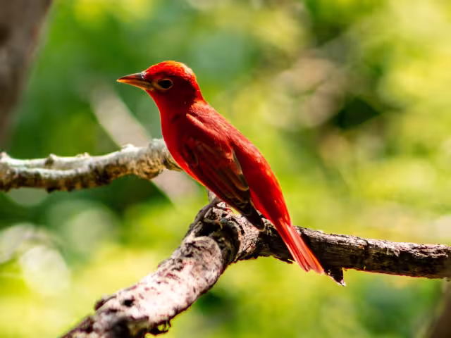 Aunque puede ser observada durante varios meses en Yucatán, la piranga roja no es residente del estado