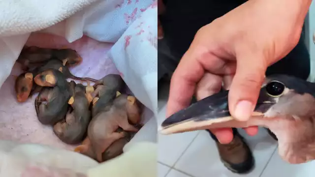 PROFEPA rescató en Campeche ocho crías de zarigüeya y una garza pico de bota.