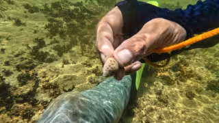 Los cenotes forman parte del sistema de captación de agua del Acuífero Maya
