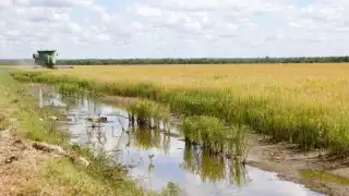 Buscan recuperar vocación productiva en Campeche con siembra de 80 mil ha de arroz por temporada 