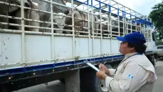 Estados Unidos detecta nuevo caso de gusano barrenador cerca de la frontera: alerta en Sabinas Hidalgo, NL