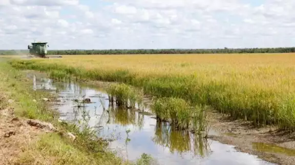 Se esperan rendimientos de 6 toneladas por hectárea en tempora