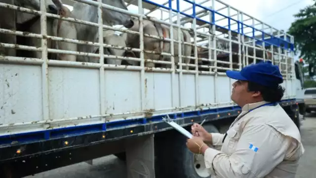 La zona fronteriza es especialmente sensible por el volumen de intercambio de ganado en pie y la movilidad transfronteriza