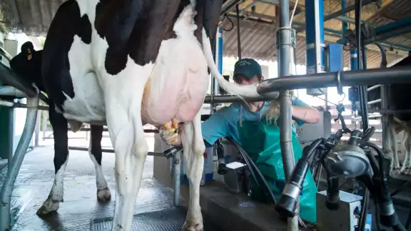 Los productores lecheros apuestan por los suplementos alimenticios para afrontar la temporada de sequía