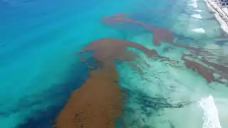 ¡Más sargazo llegará a Quintana Roo! Satélite revela imágenes de una gran “mancha" de macroalga  